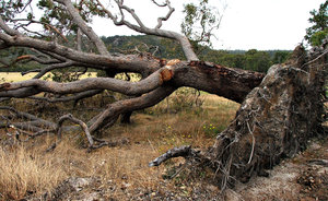 uprooted tree